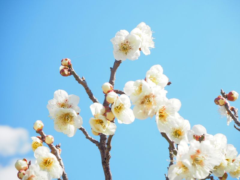 四季の花々が彩る、明るく穏やかな境内です。