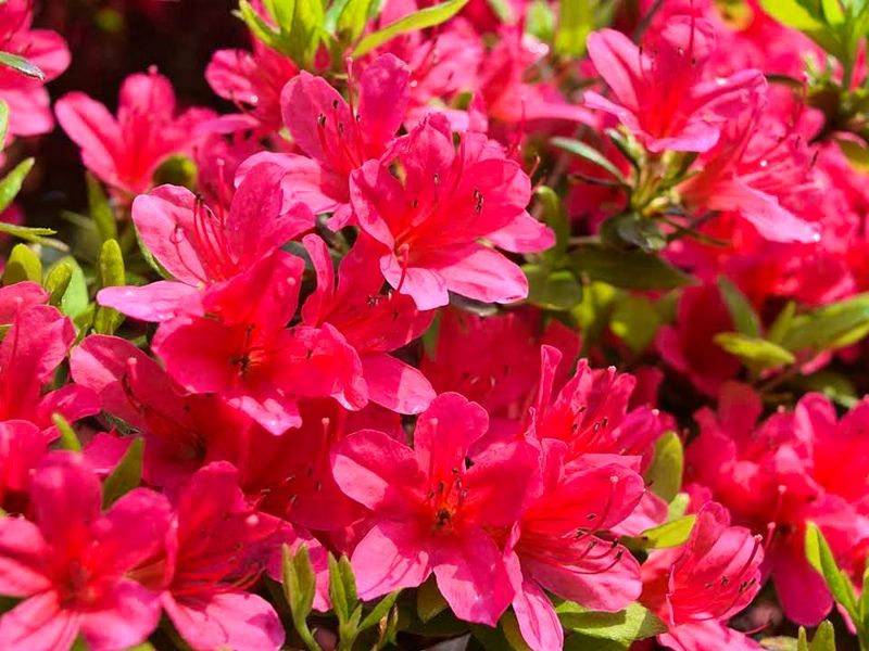 四季の花々が彩る、明るく穏やかな境内です。