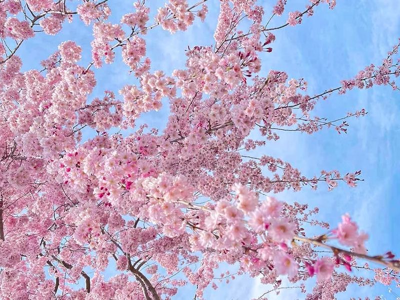 四季の花々が彩る、明るく穏やかな境内です。