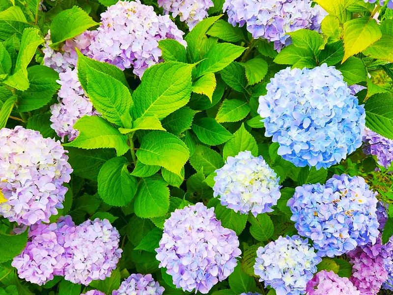 四季折々の花々が境内を彩ります。
