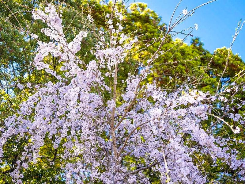 四季折々の花々が境内を彩ります。