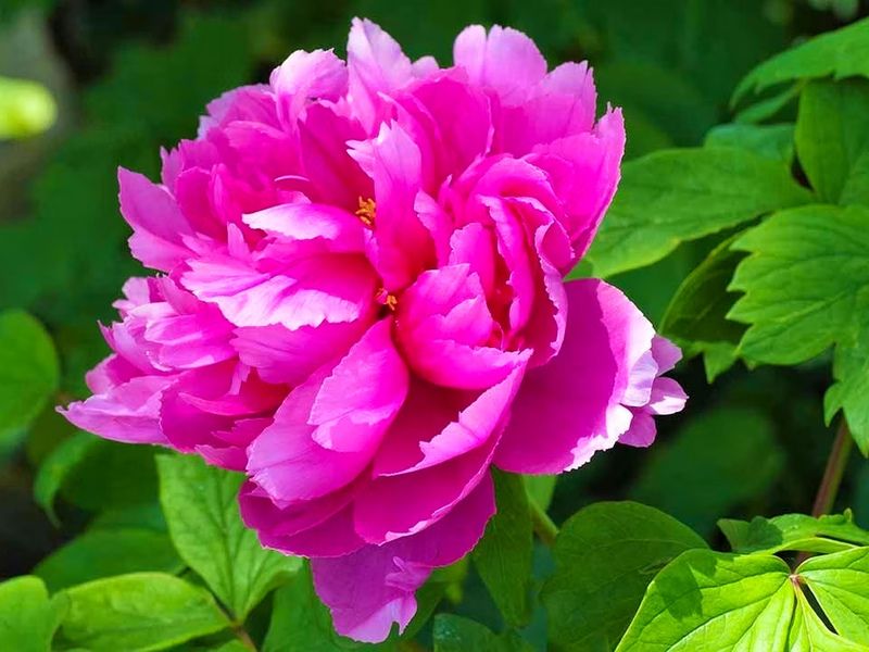 四季折々の花々と花手水が境内を彩ります。