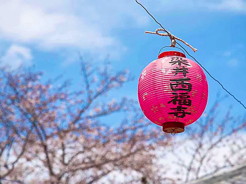 春には「染井よしの桜まつり」が開催されます