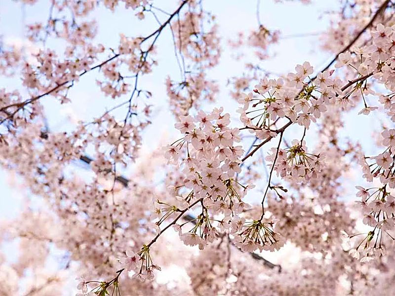 四季の花々が彩る、明るく穏やかな境内です