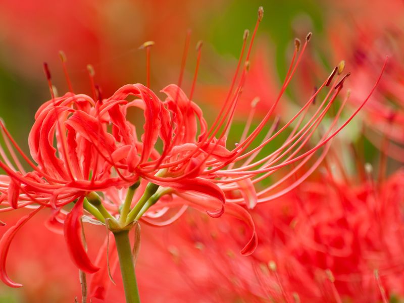 四季の花々が彩る、明るく穏やかな境内です