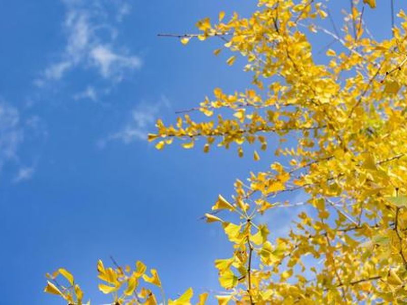 四季の花々が彩る、明るく穏やかな境内です