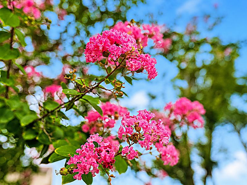四季の花々が彩る、明るく穏やかな境内です。