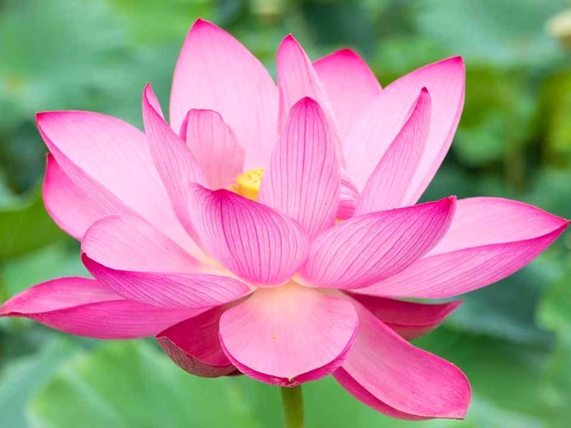 四季の花々が彩る、明るく穏やかな境内です