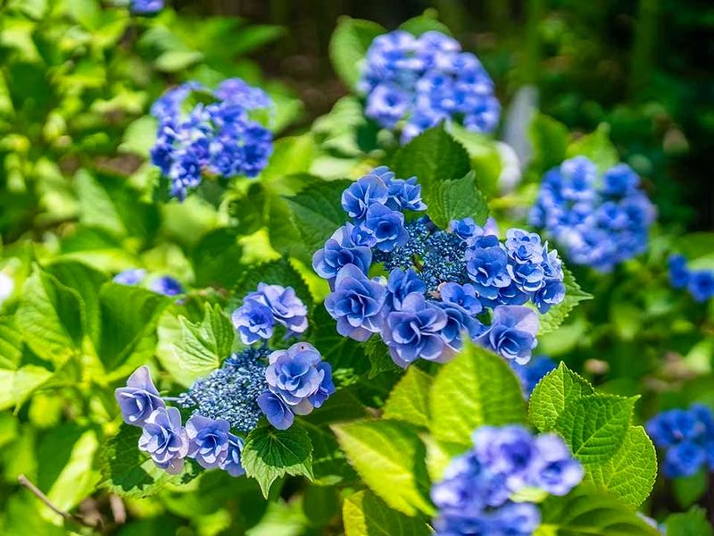 四季の花々が彩る、明るく穏やかな境内です。