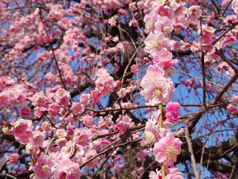 東光院は春日部地域の方々に広く親しまれているお寺です。