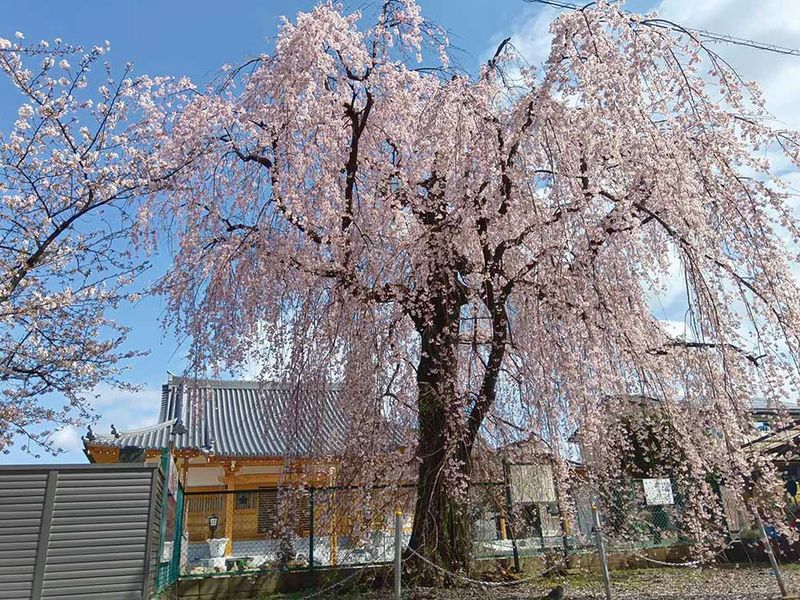 林鐘寺 永代供養付墓「いとざくら」