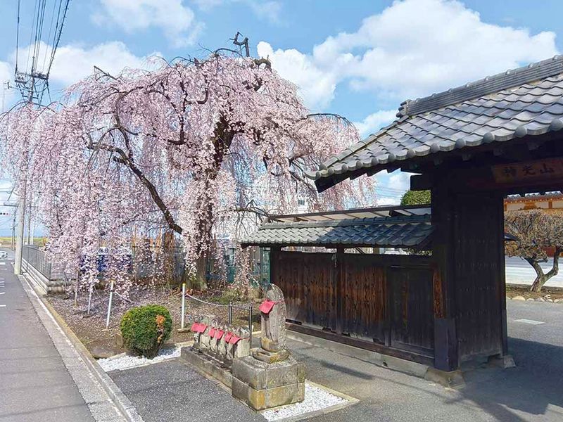 さいたま市指定天然記念物 いといざくらと山門