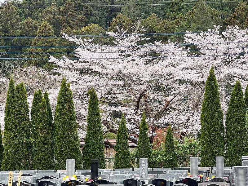 春の園内