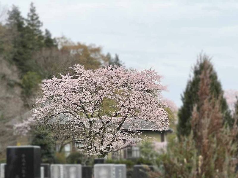 春の園内