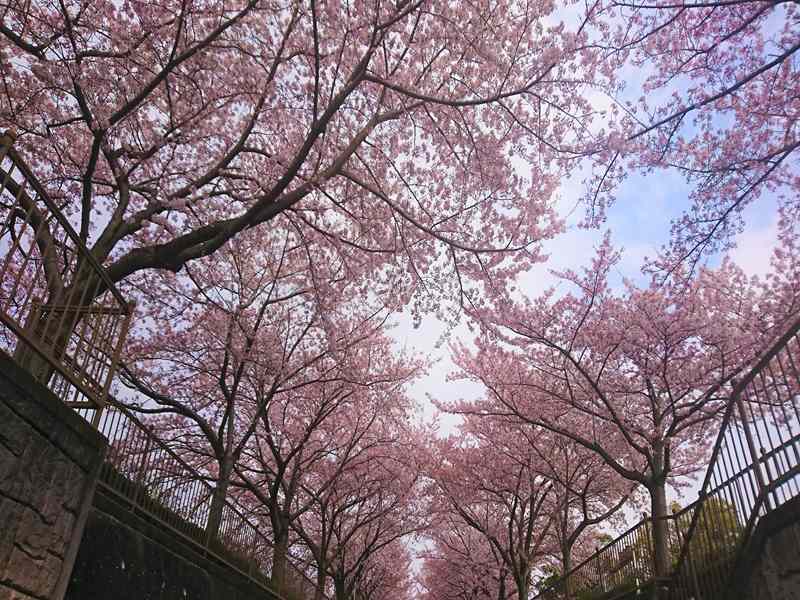 大阪柏原聖地霊園　満開の桜並木