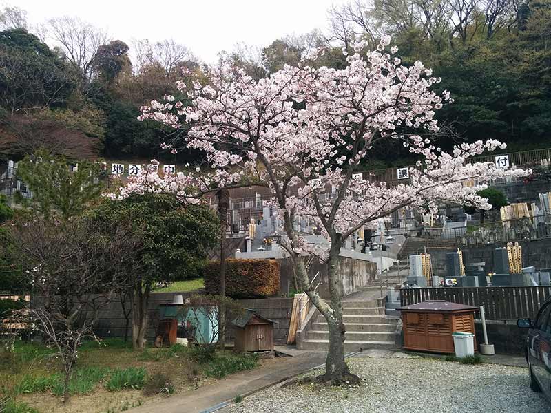 般若院　苑内にある桜の木
