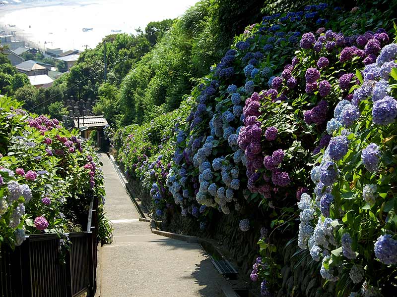 成就院　色とりどりのアジサイが咲く参道