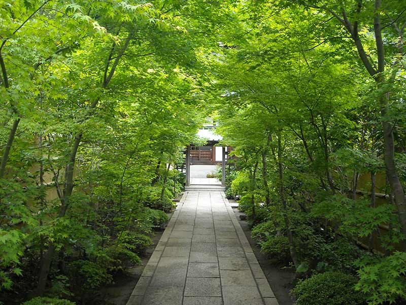 龍峰院　美しい緑のトンネル