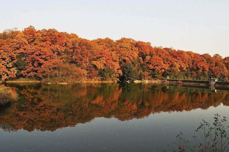 そよかぜ霊園の敷地内を彩る紅葉