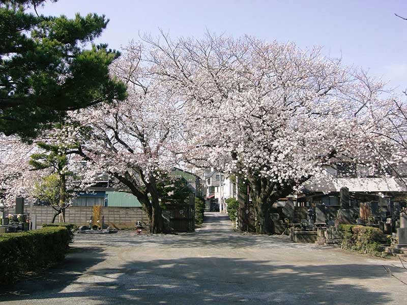 無量寺　園内の鮮やかな桜
