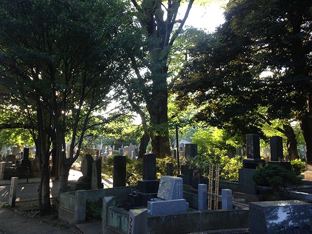 都立 谷中霊園　緑豊かな園内風景