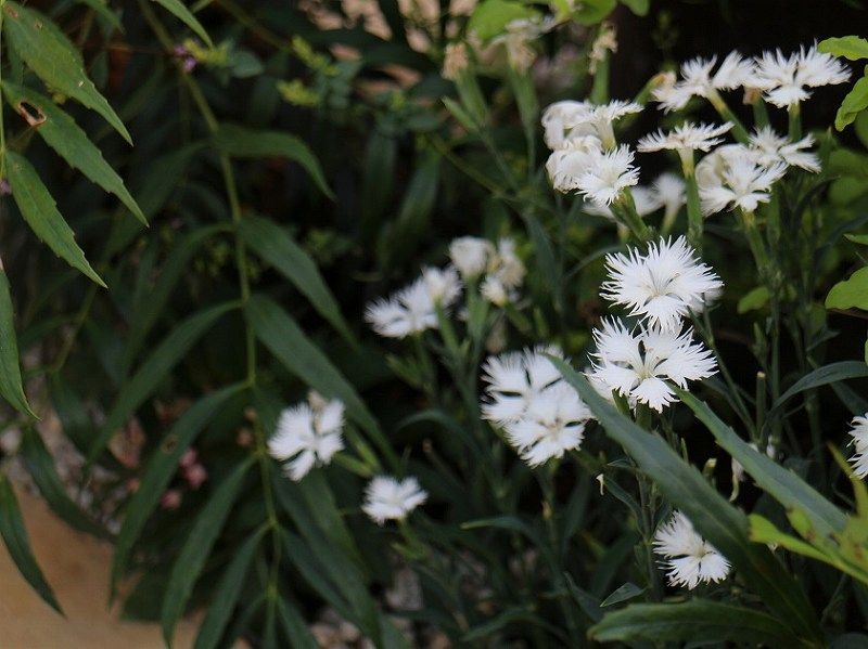 道往寺 高輪庭苑