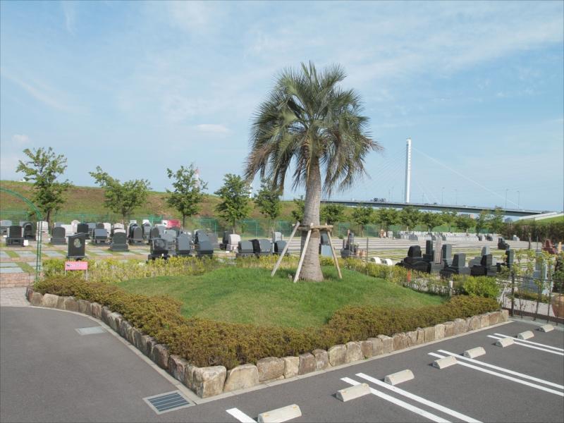 平塚四之宮霊園　園内のヤシの木