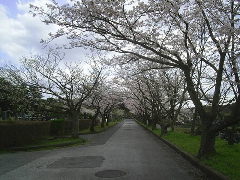 市原市営 海保墓園　参道沿いは桜並木