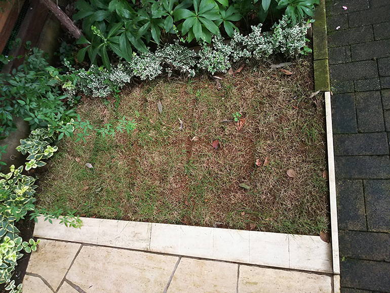 小平ふれあいパーク　手入れされた芝生