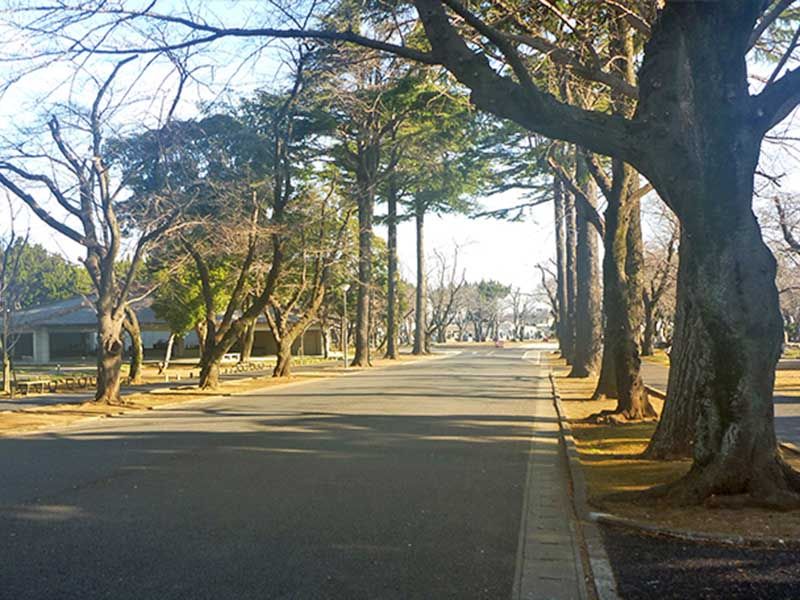 桜木霊園前の並木道