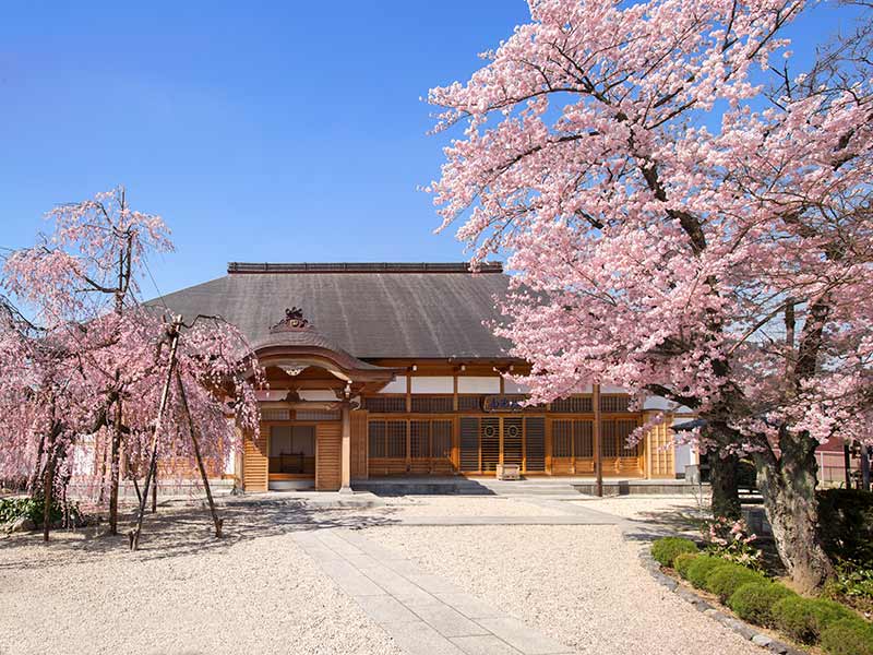 桜の咲く本堂外観