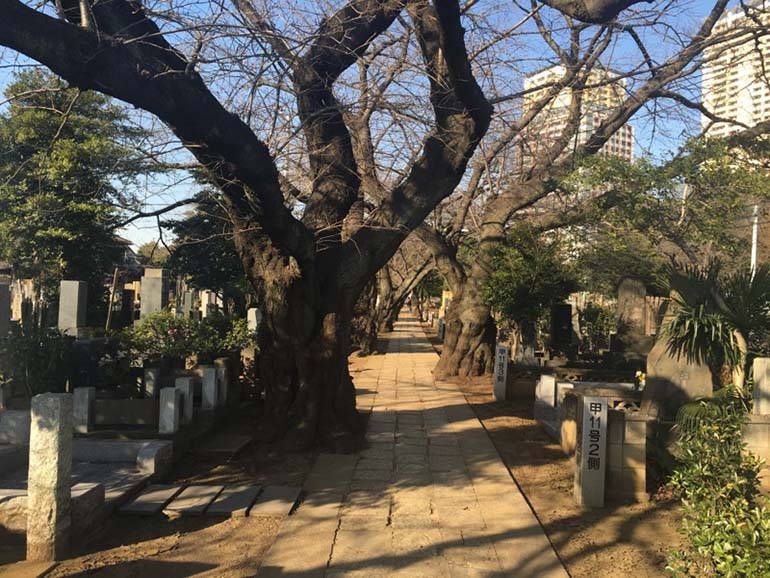 都立 谷中霊園　立派な木々に囲まれた参道