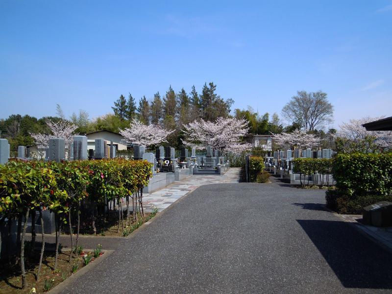 岩槻光輪浄苑　桜が咲く一般墓地