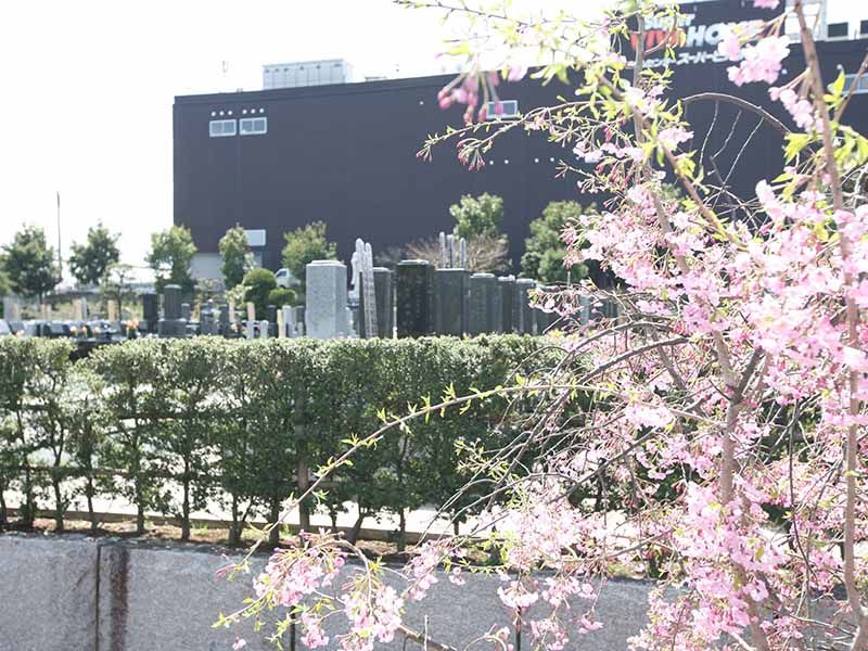 大林寺別院霊園　咲き誇る花