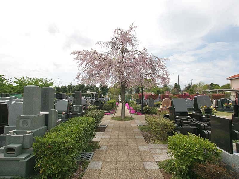 メモリアルパーク花の郷聖地 相模大塚　園内を彩る桜