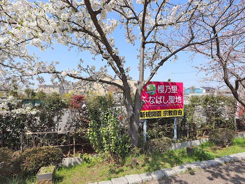 櫻乃里ふなばし聖地　桜の木と案内板