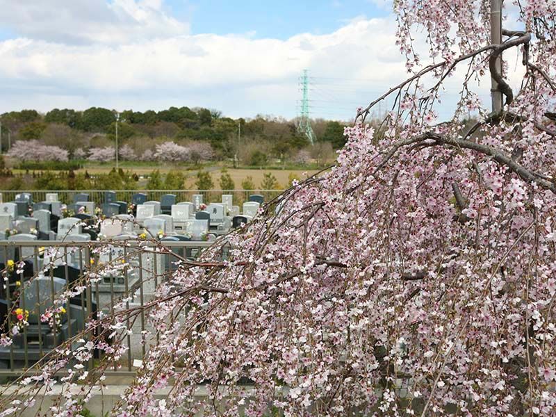 メモリアルパーク緑の丘　霊園横で咲く桜