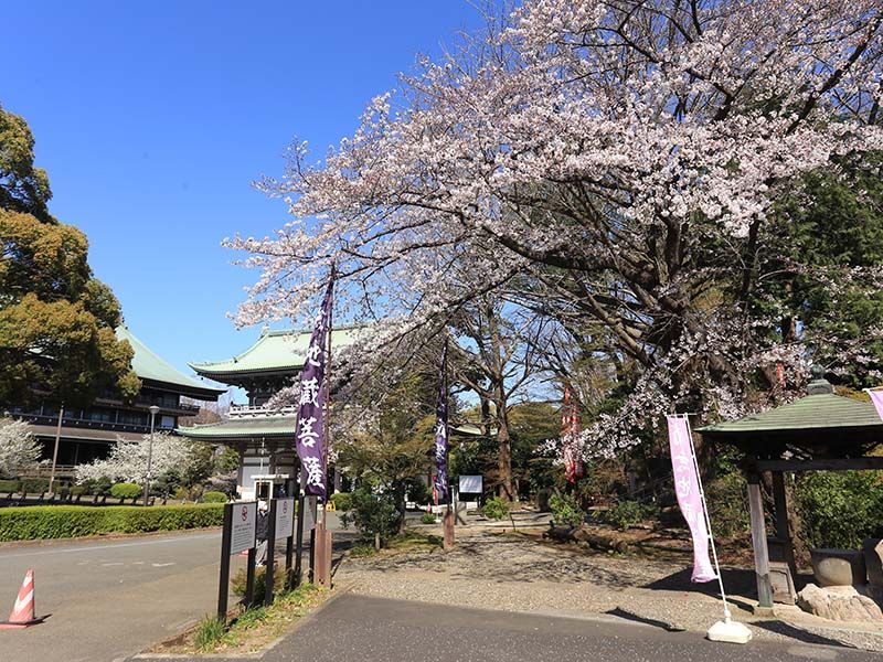 大本山 總持寺（総持寺）　桜が咲く参道