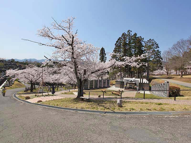 地産霊園　霊園内の大きな桜の木