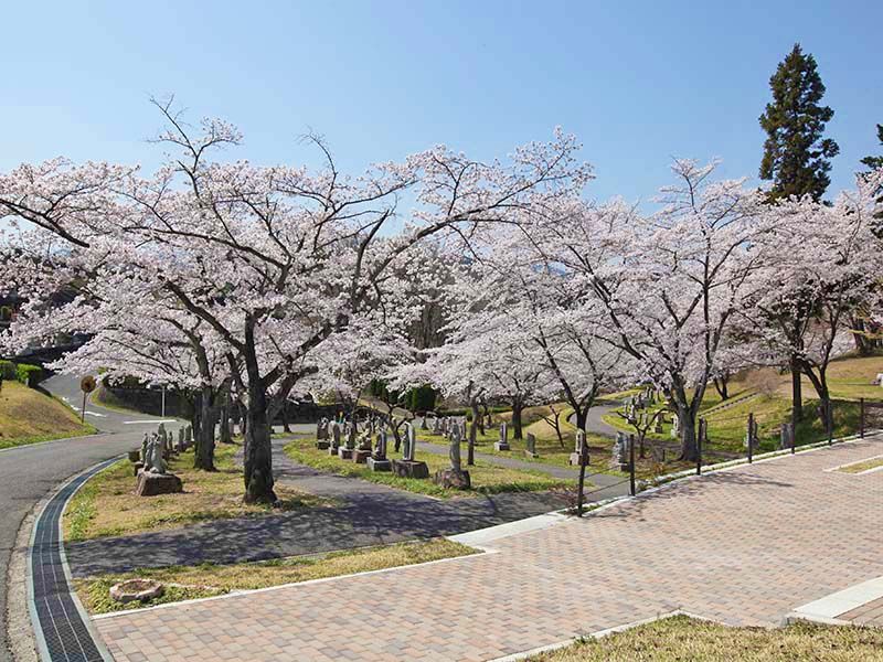 地産霊園　参道に並ぶお地蔵様と桜