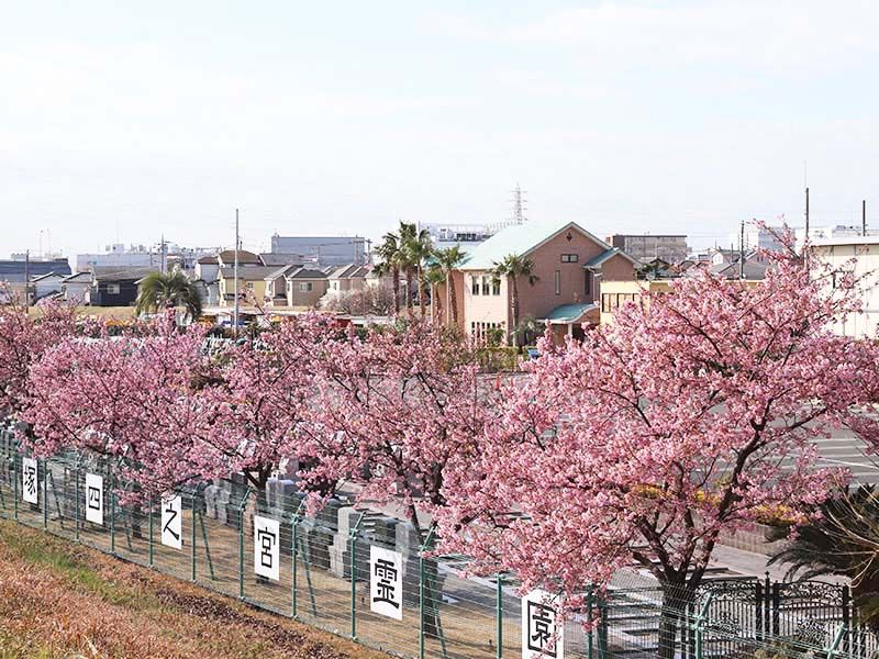平塚四之宮霊園　園を囲む満開の桜
