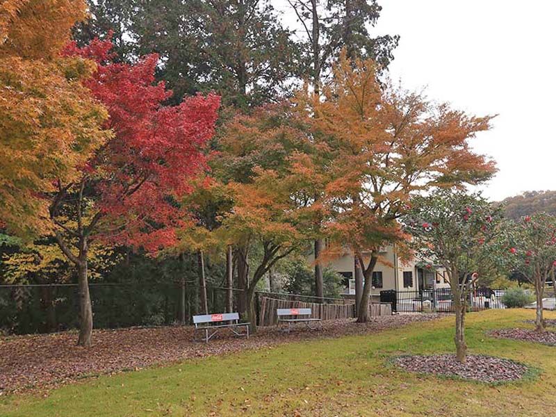 メモリアルパーク厚木ふるさとの丘　四季折々の自然