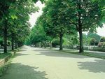 都立 多磨霊園 季節の移り変わりを感じられる霊園内