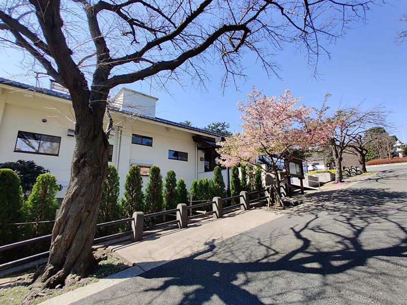 つばき霊園　日の当たる桜並木