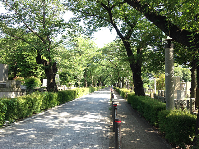 青山霊園の木漏れ日が降り注ぐ並木道