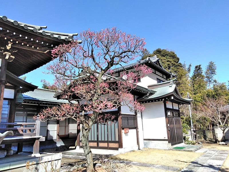 川口草加霊園 はじまりの杜　季節の花
