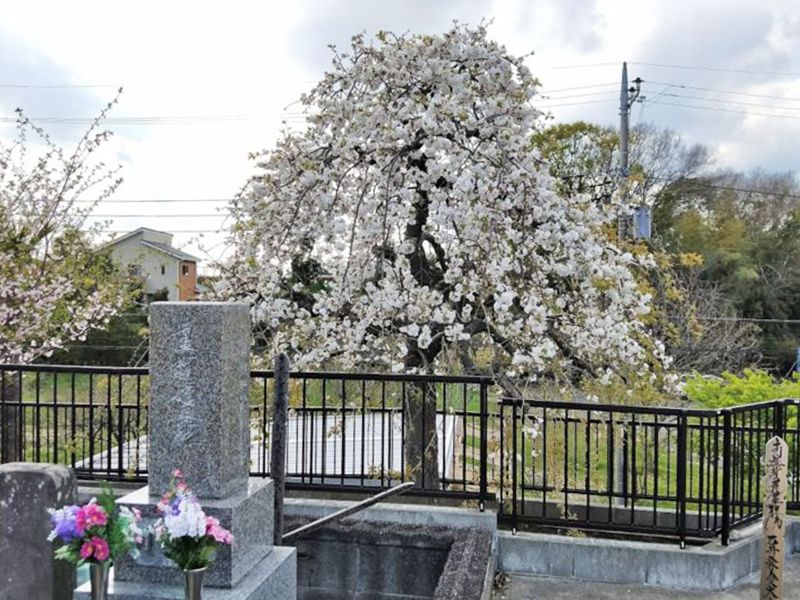 妙傳寺 のうこつぼ