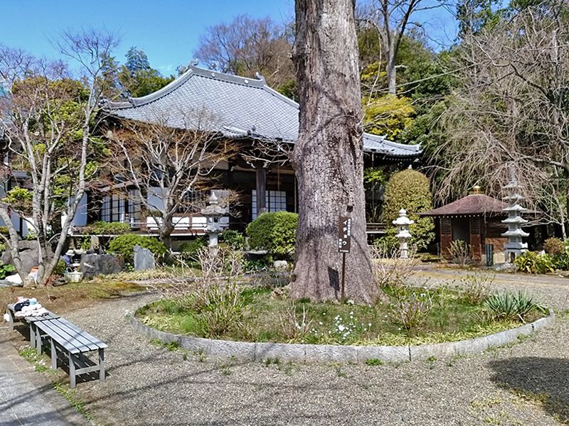 大倉山熊野霊園　「法華寺」の境内にある大きなイチョウの木