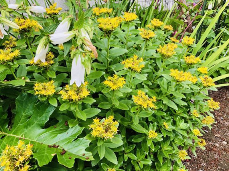 大榮寺 のうこつぼ