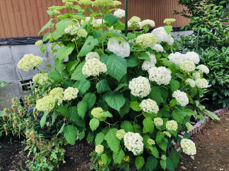 大榮寺 のうこつぼ